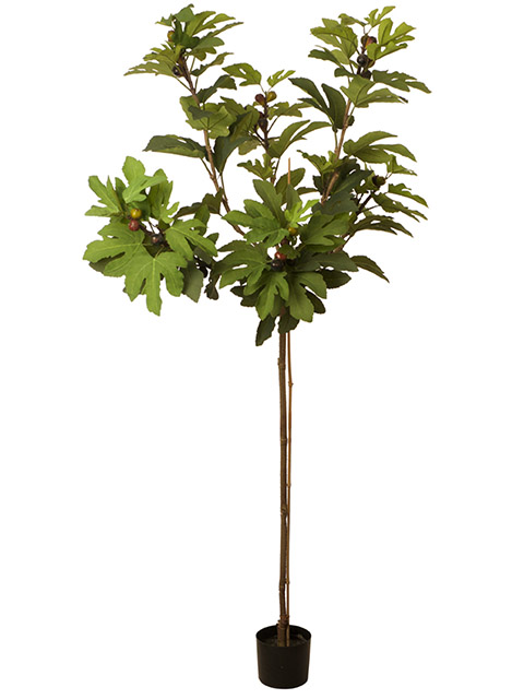 GREENERY, Fig Tree in Pot 1.8m H